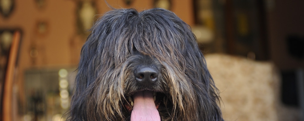 IL CLUB - ASSOCIAZIONE AMATORI DEL CANE DA PASTORE BERGAMASCO - S.A.B. : S.A.B. Pastore Bergamasco