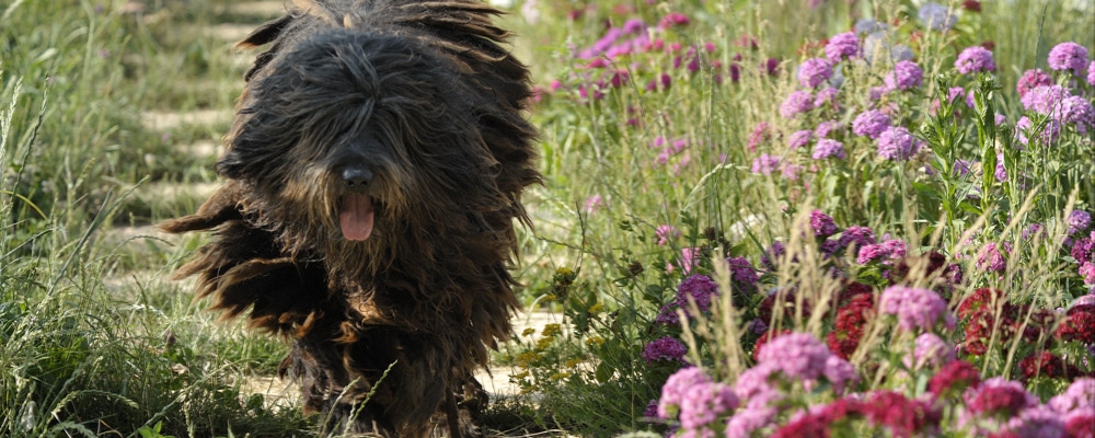 IL PASTORE BERGAMASCO