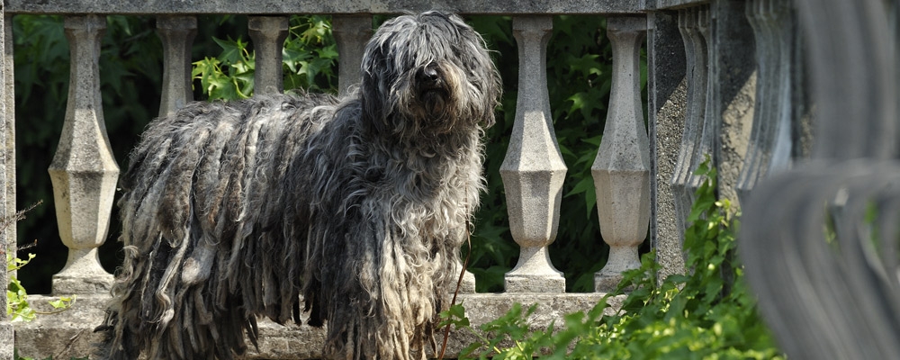 BERGAMASCO COAT: S.A.B. Pastore Bergamasco