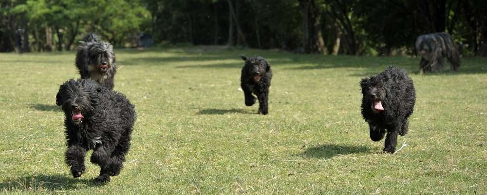 A VERSATILY BREED: S.A.B. Pastore Bergamasco